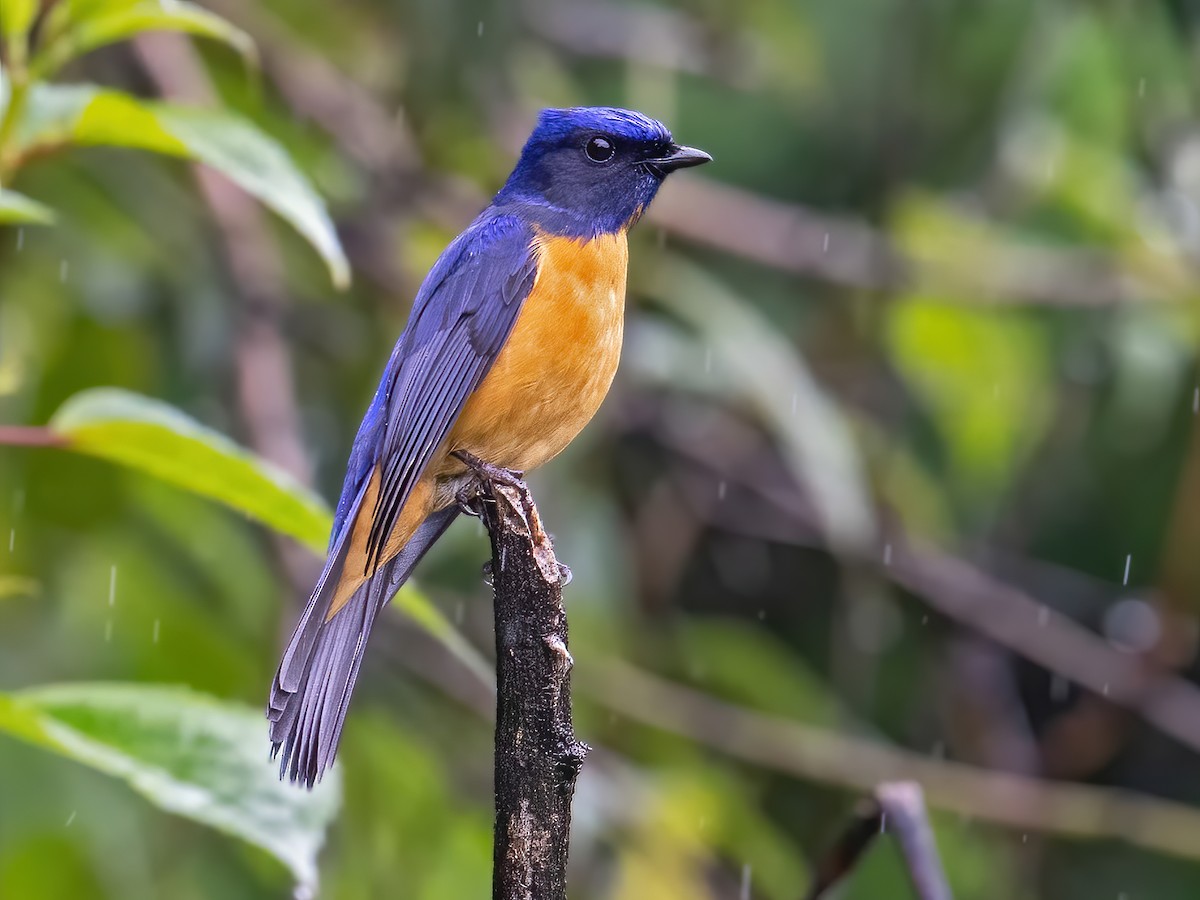 Photoshoot Raya Couple